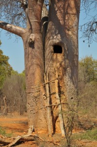 Baobab, der als Wasserspeicher genutzt wird