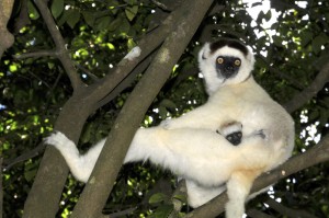 Larvensifaka