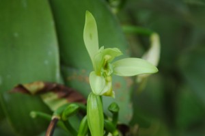 Orchidee, Vanilla planifolia