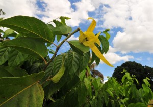 Ylang-Ylang