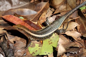 Zonosaurus laticaudauts