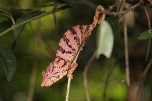 Furcifer rhinoceratus