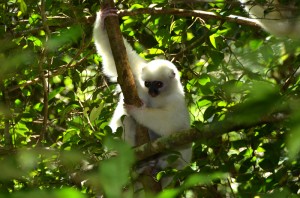 Seidensifaka