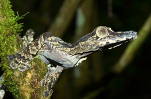 Uroplatus gigantaeus