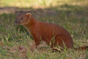 Manguste auf dem Campground