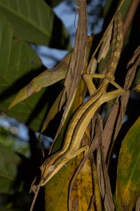 Uroplatus lineatus