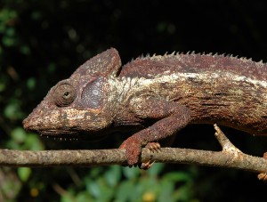 Furcifer oustaleti