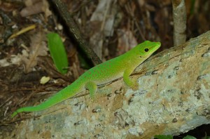 Phelsuma kochi