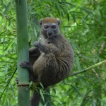 Bambuslemur