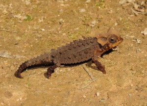 Brookesia perarmata