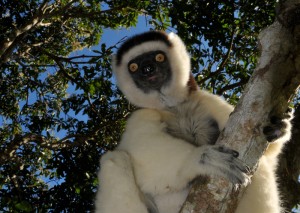 Sifaka