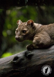 Fossa