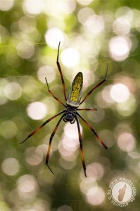 Nephila madagascariensis