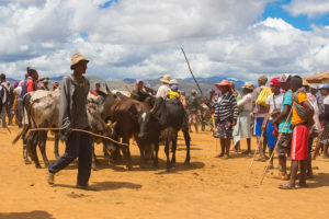 Ambalavao Zebumarkt