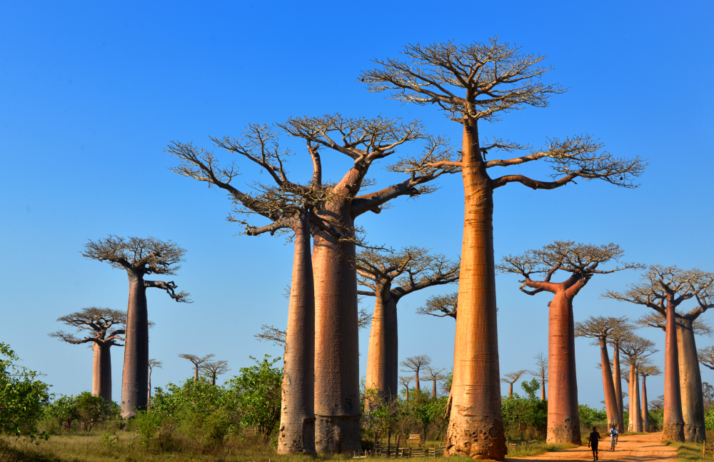 plants power i MADAMAGAZINE  country The of Baobabs
