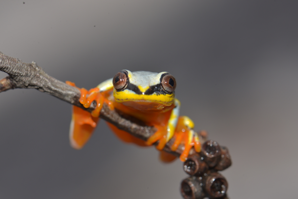 Amphibians in general MadaMagazine