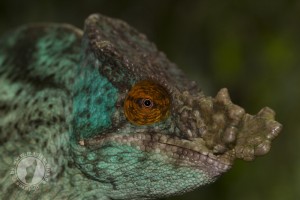Calumma parsonii