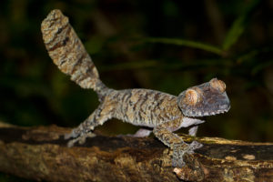 Uroplatus fimbriatus auf Nosy Mangabe