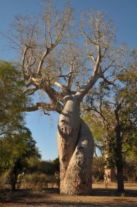 Baum der Liebenden