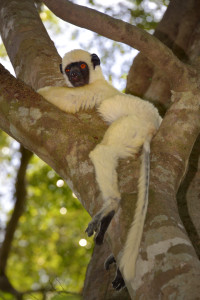 Van-Decken-Sifaka