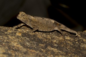 Brookesia brunoi