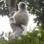 Seidensifaka