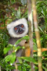 Diademsifaka in Madagaskar