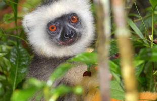 Diademsifaka in Madagaskar