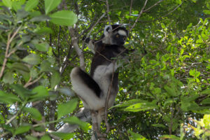 Larvensifaka in Zombitse