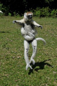 Auf dem Boden springender Larvensifaka