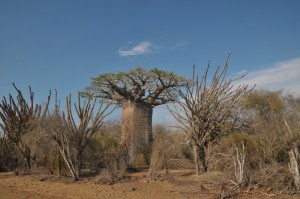 Lebensraum nahe Morombe mit Baobab und
