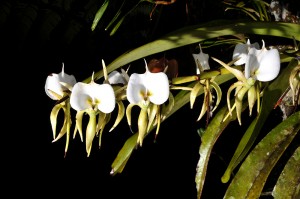 Angraecum eburneum