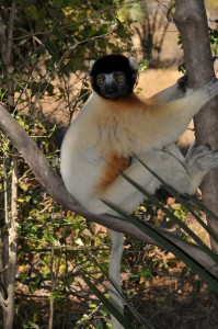 Kronensifaka