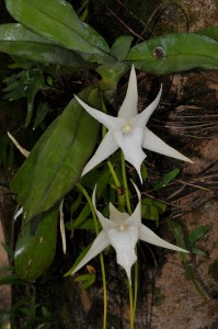 Blühender Stern von Madagaskar