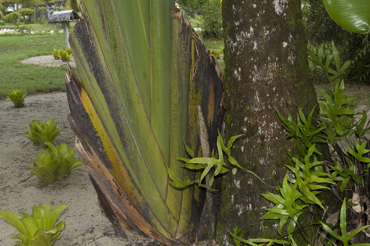 Ravenala agatheae – Orange Travellers Palm – Buy seeds at