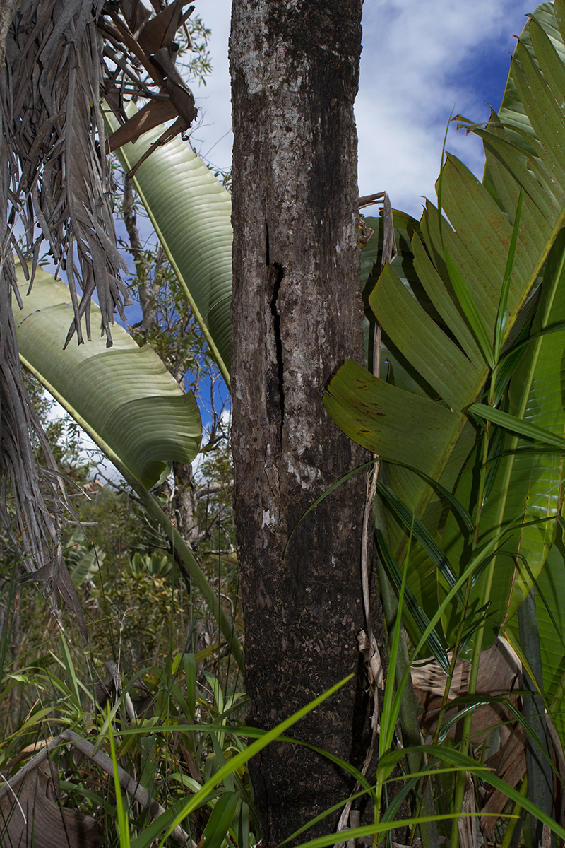 The Traveler's Palm — In Defense of Plants