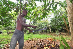 Die Frucht wird geöffnet