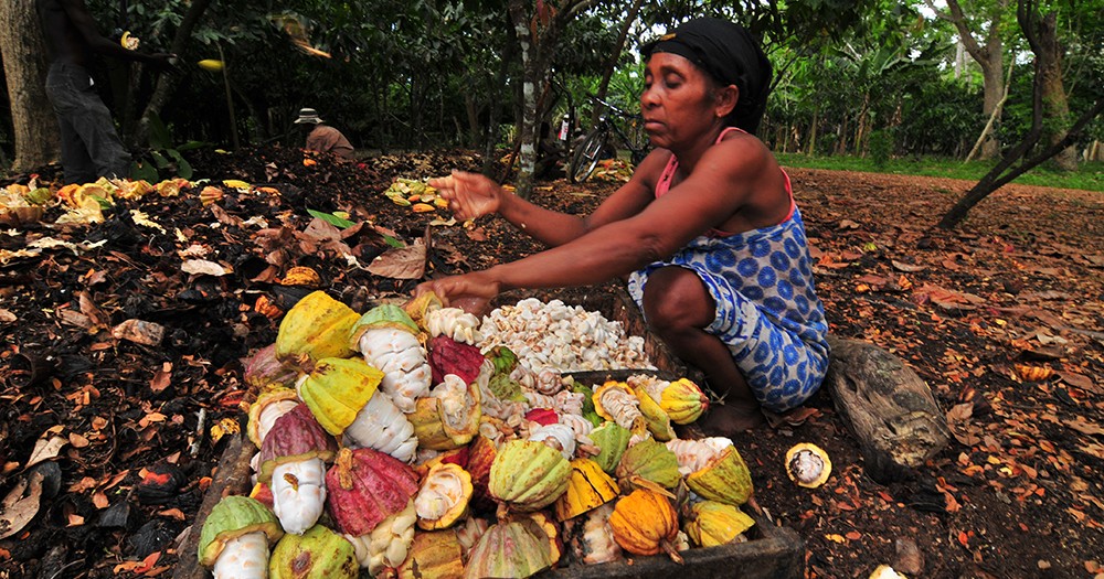 Der Weg der Schokolade KakaoAnbau MADAMAGAZINE