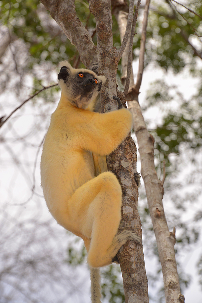 Goldkronen-Sifaka