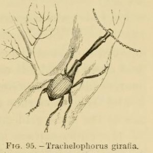 Giraffenhalskäfer