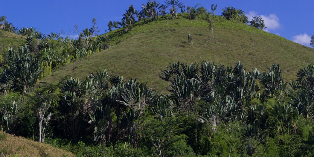 Population of Ravenala madagascariensis called « Ravenala forest ».