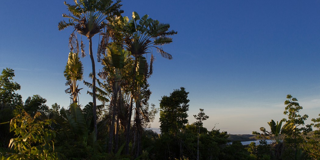 Population of Ravenala madagascariensis called « Ravenala forest ».