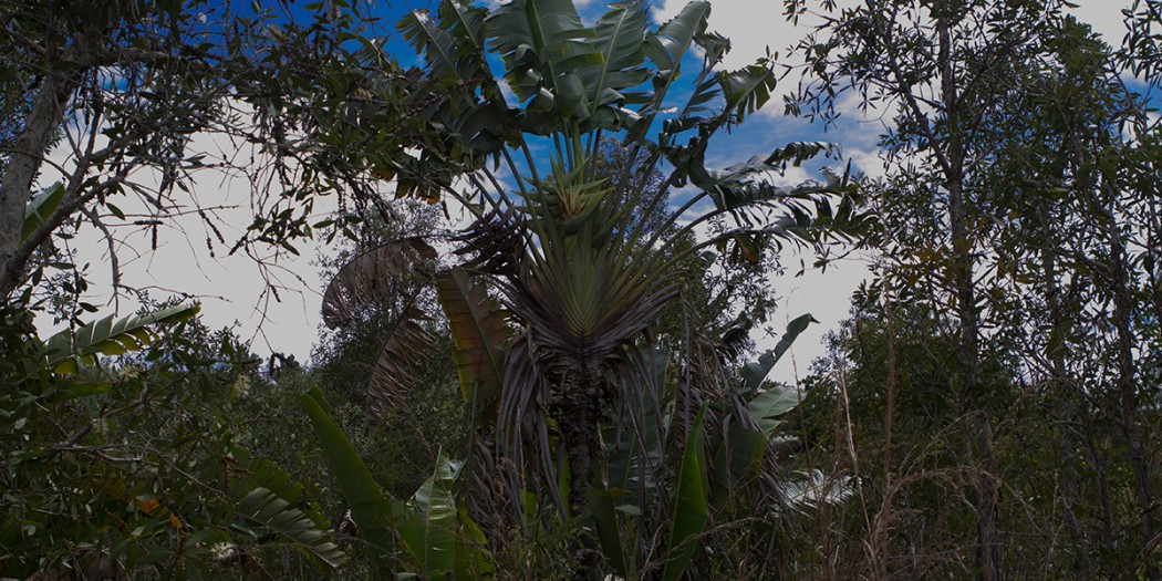 NParks  Ravenala madagascariensis