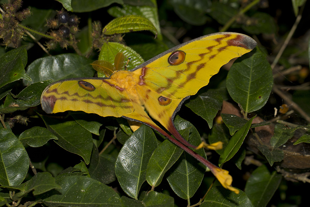 A short, but colorful life - The Madagascan moon moth