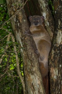 Zombitse sportive lemur