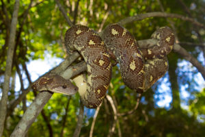 Sanzinia madagascariensis