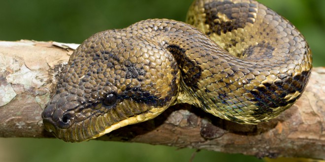 Die MadagaskarHundskopfboa MADAMAGAZINE