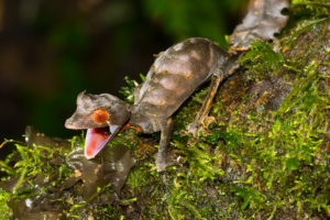 Uroplatus phantasticus aus Ranomafana