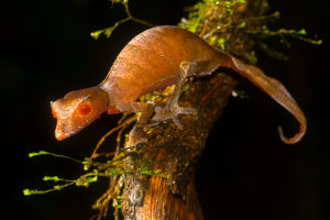 Uroplatus phantasticus aus Ranomafana