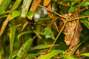 Uroplatus phantasticus aus Ranomafana